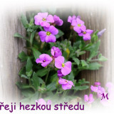flower-3309875_960_720