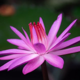 water-lily-5780765_960_720