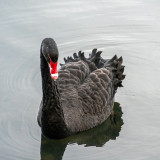 black-swan-5789154_960_720