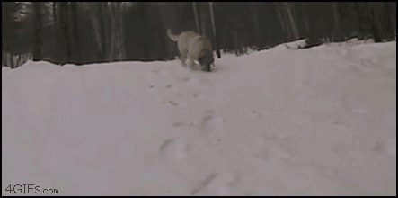 psi na sněhu
