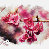 cherry-blossom-5829629_960_720