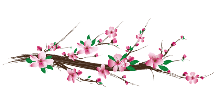 cherry-blossom-5781475_960_720.png