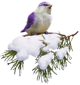 pták sníh