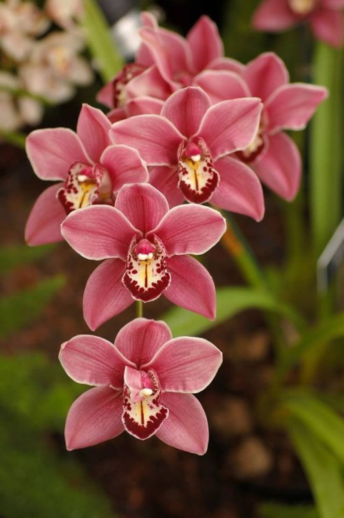 orchidejky