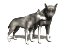 chiens-loups-17.gif