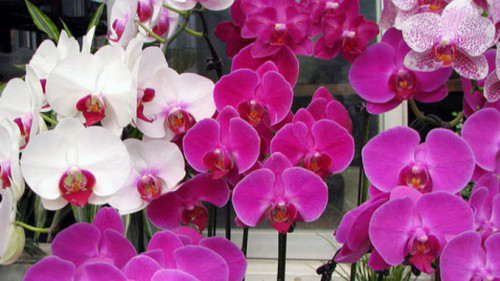orchideje-6.jpg