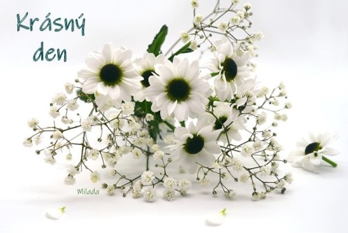 chrysanthemums white 6149832 960 720