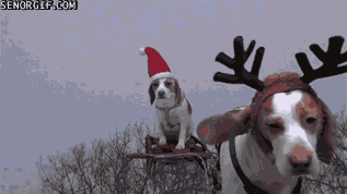 santa dog is coming to town