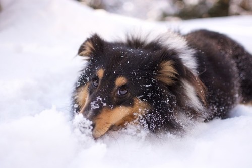 dog walk snow 6000001 960 720