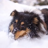 dog-walk-snow-6000001_960_720