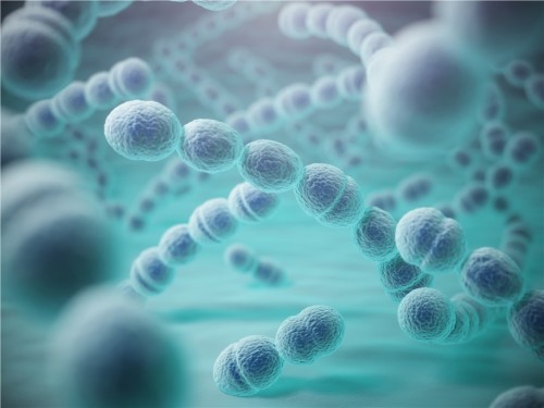 https://microbe.creativebiomart.net/salmonella-typhi-species-73.html		Salmonella Typhi