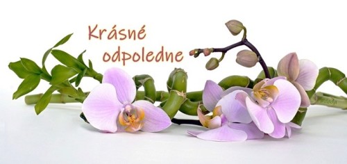 orchid 2115262 960 720