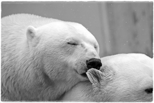 polar bear 196318 960 720