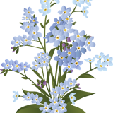 forget-me-not-6009034_960_720
