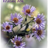 asters-6663638_960_720