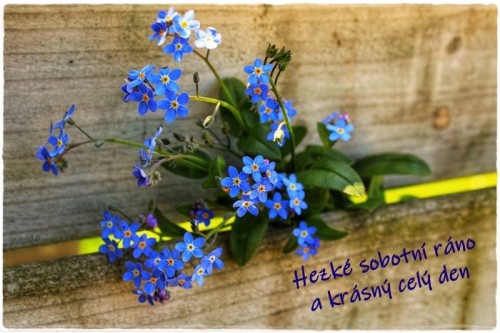 forget-me-not-4170471_1280.jpg