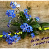 forget-me-not-4170471_1280