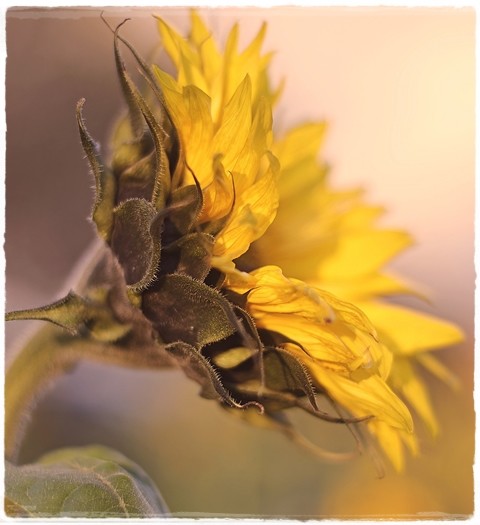 sunflower-4621233_1280.jpg