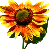 sunflower-2677708_1280.png