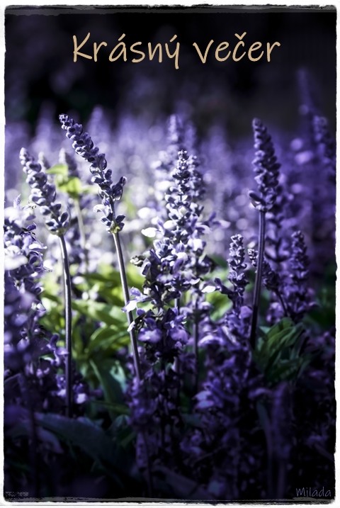 lavender-1041125_1280.jpg