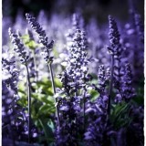 lavender-1041125_1280