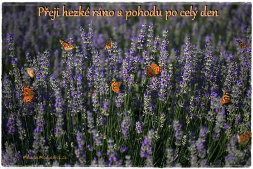 lavender-4280725_1280.jpg